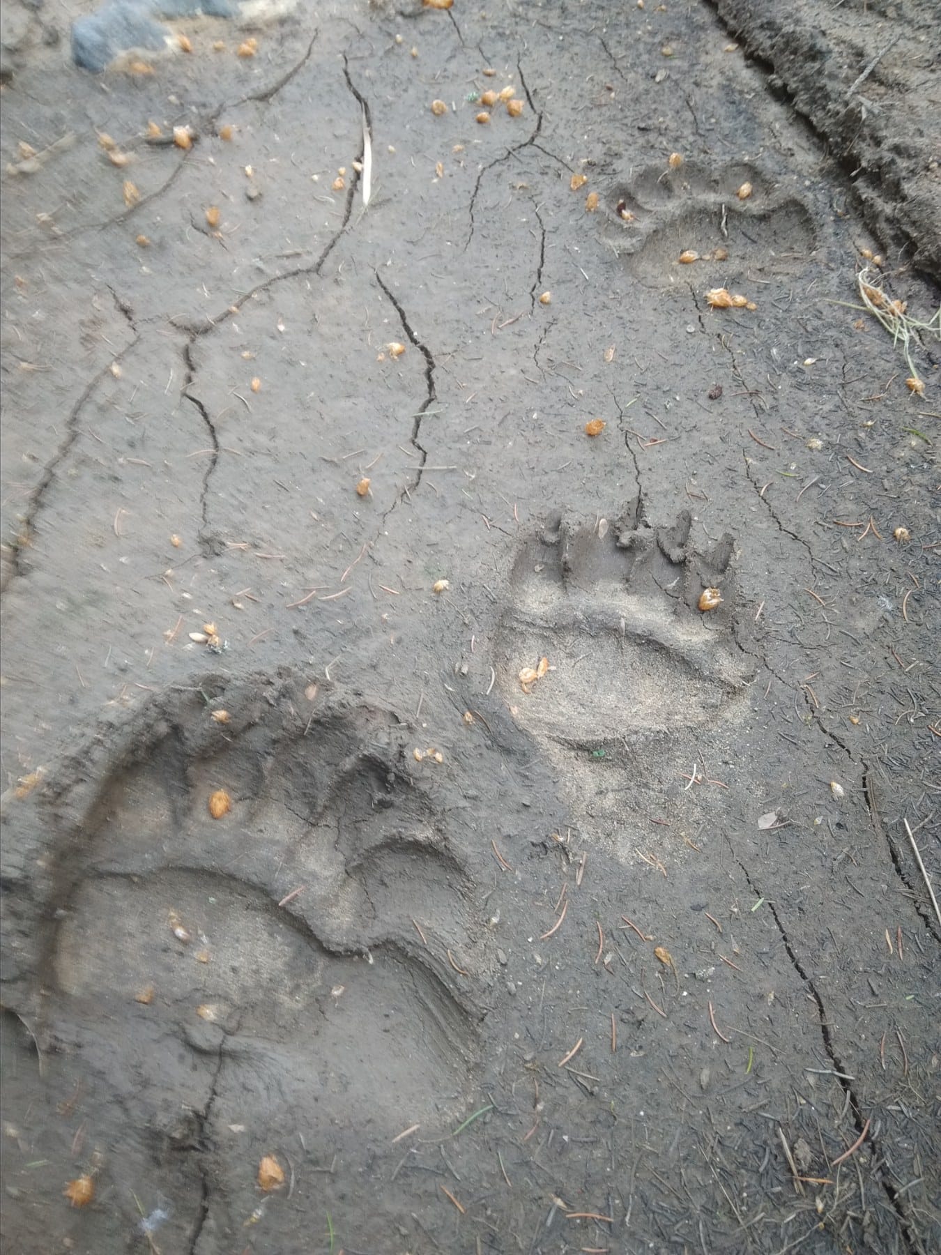 Wildlife Tracking: From Clues to Conservation - Vitosha Mountain, Bulgaria
