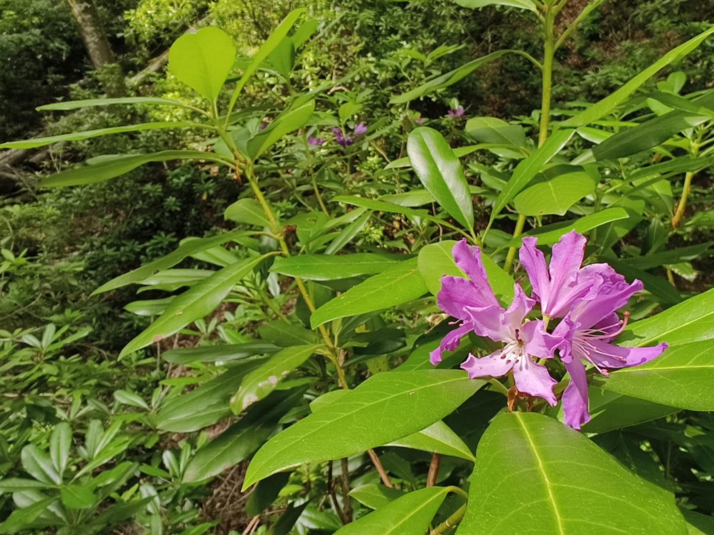 Europe's Unique Rainforest - Strandzha, Bulgaria