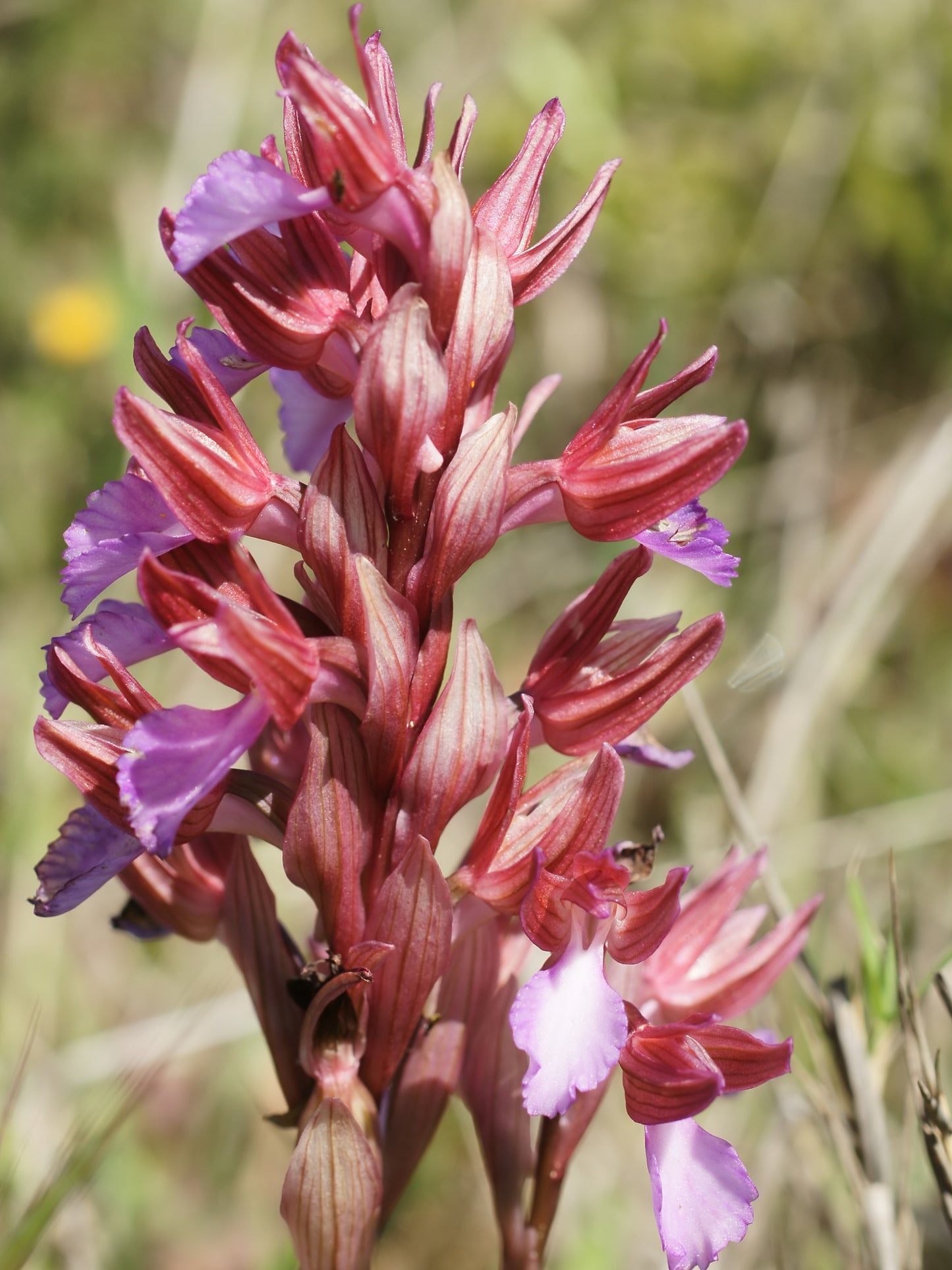 Botanical Discovery Expedition: Orchids & Ancient Forests - Vratchanski Balkan Nature Park, Bulgaria