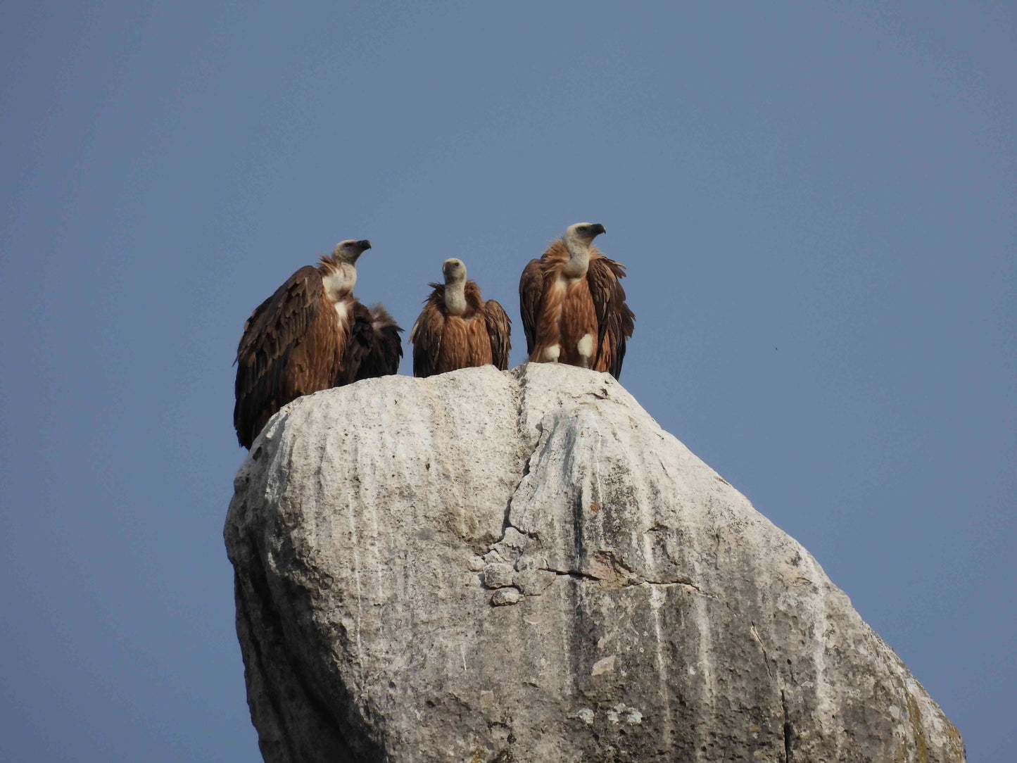 Vulture Spectacle: Wild Bird Safari - Montana, Bulgaria