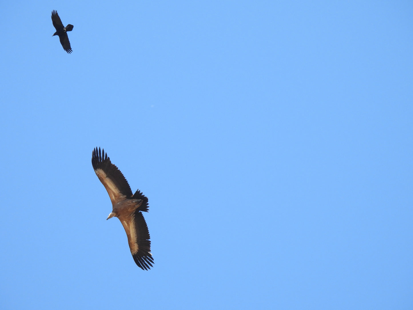 Vulture Spectacle: Wild Bird Safari - Montana, Bulgaria
