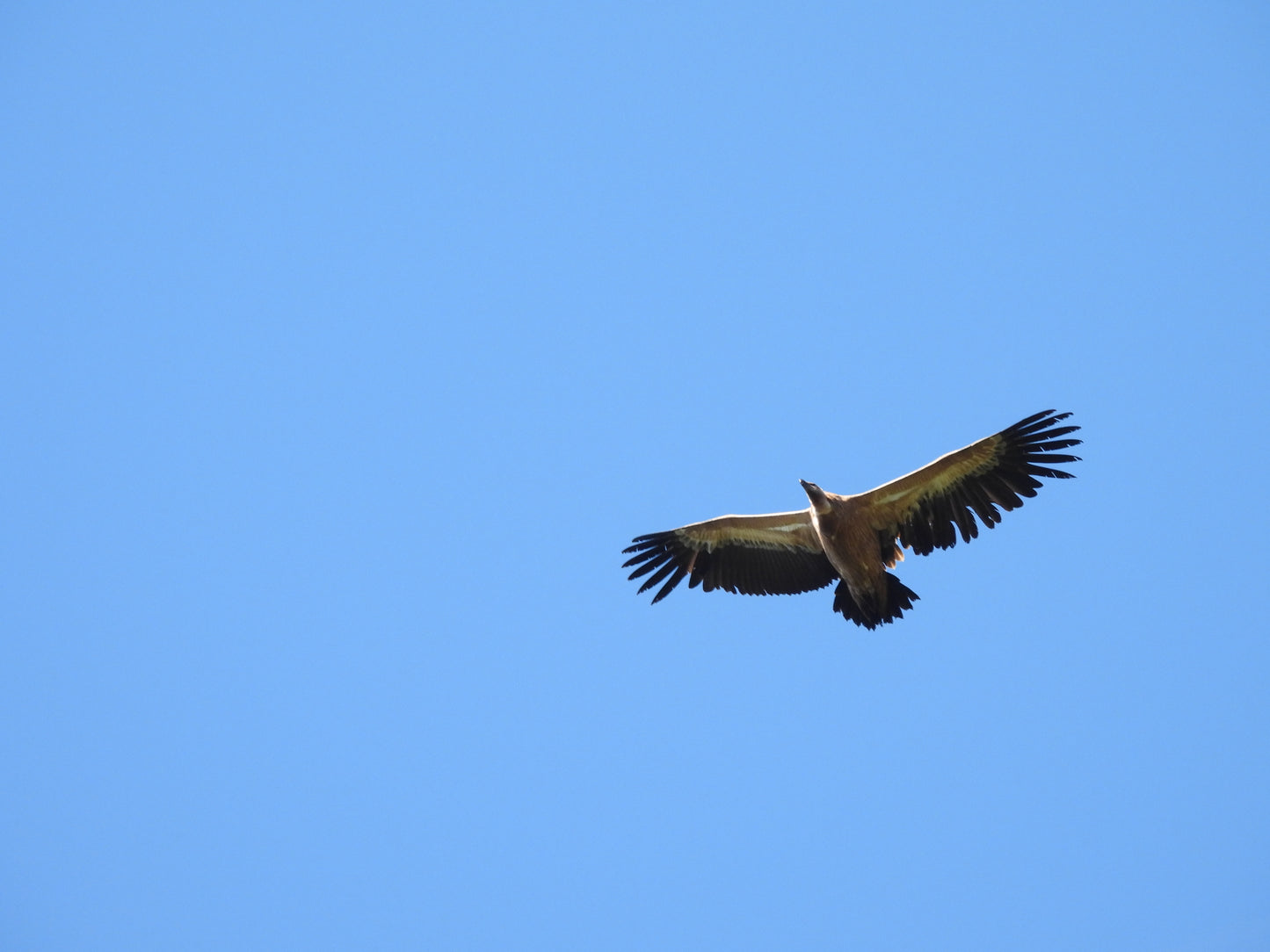 Vulture Spectacle: Wild Bird Safari - Montana, Bulgaria