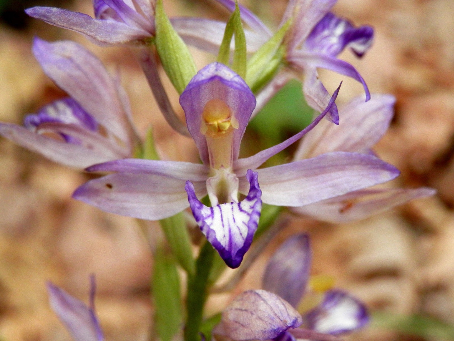 Botanical Discovery Expedition: Orchids & Ancient Forests - Vratchanski Balkan Nature Park, Bulgaria