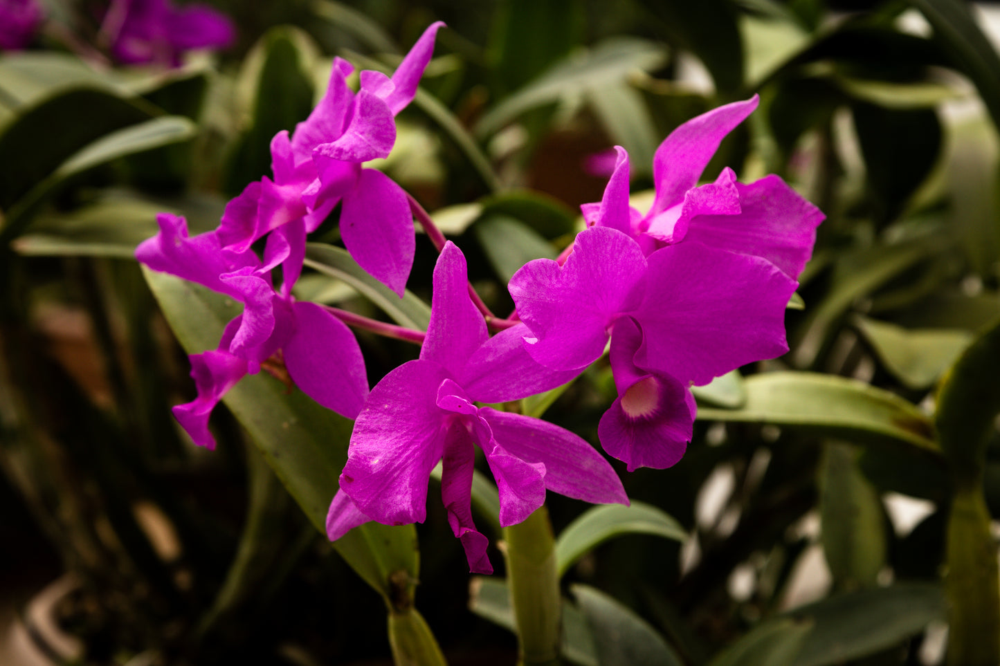 Botanical Discovery Expedition: Orchids & Ancient Forests - Vratchanski Balkan Nature Park, Bulgaria