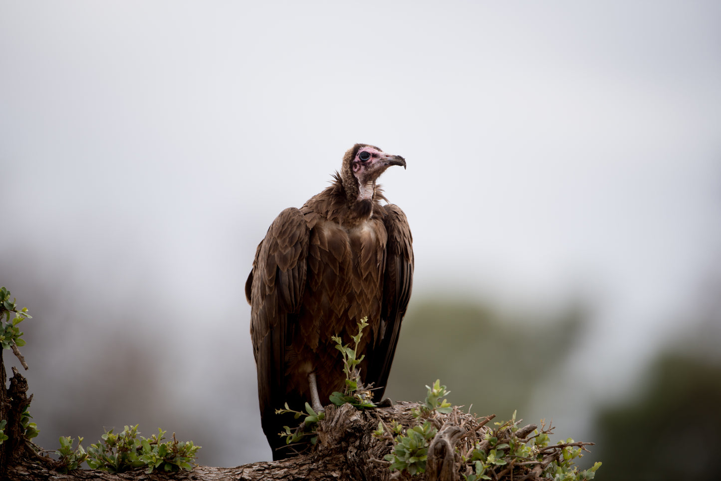 Vulture Spectacle: Wild Bird Safari - Montana, Bulgaria