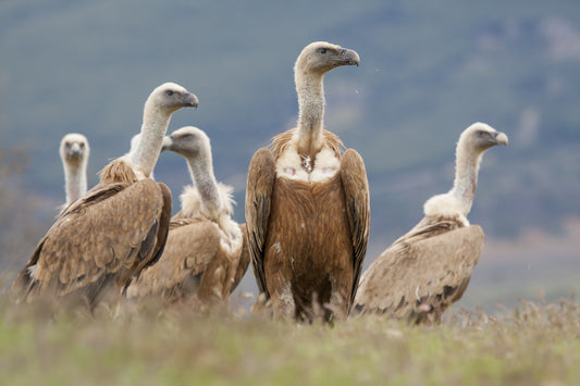 Vulture Spectacle: Wild Bird Safari - Sandanski, Bulgaria