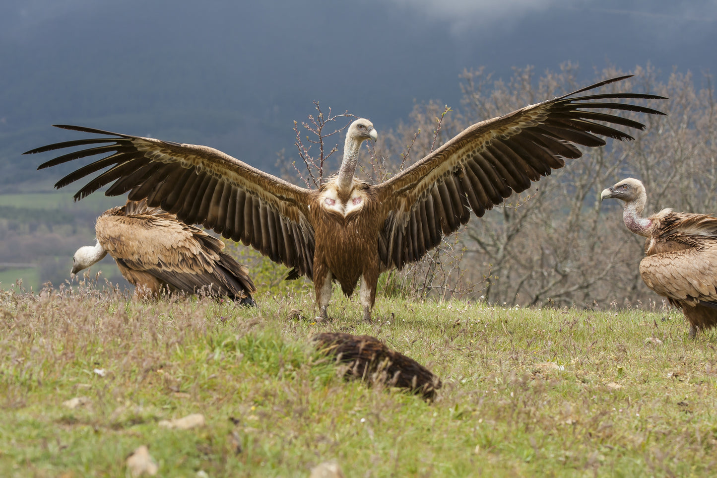 Vulture Spectacle: Wild Bird Safari - Montana, Bulgaria