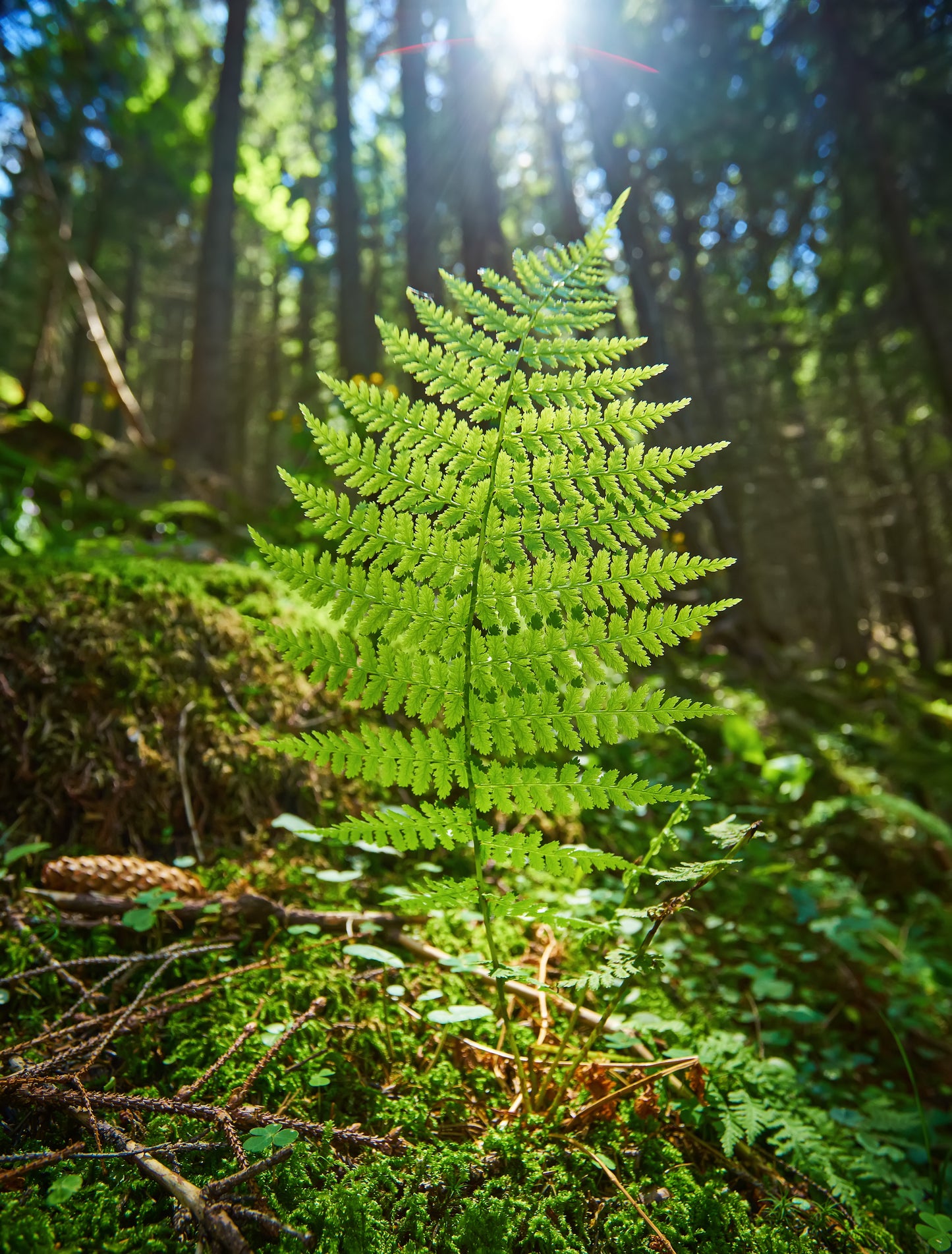 Botanical Discovery Expedition: Orchids & Ancient Forests - Vratchanski Balkan Nature Park, Bulgaria