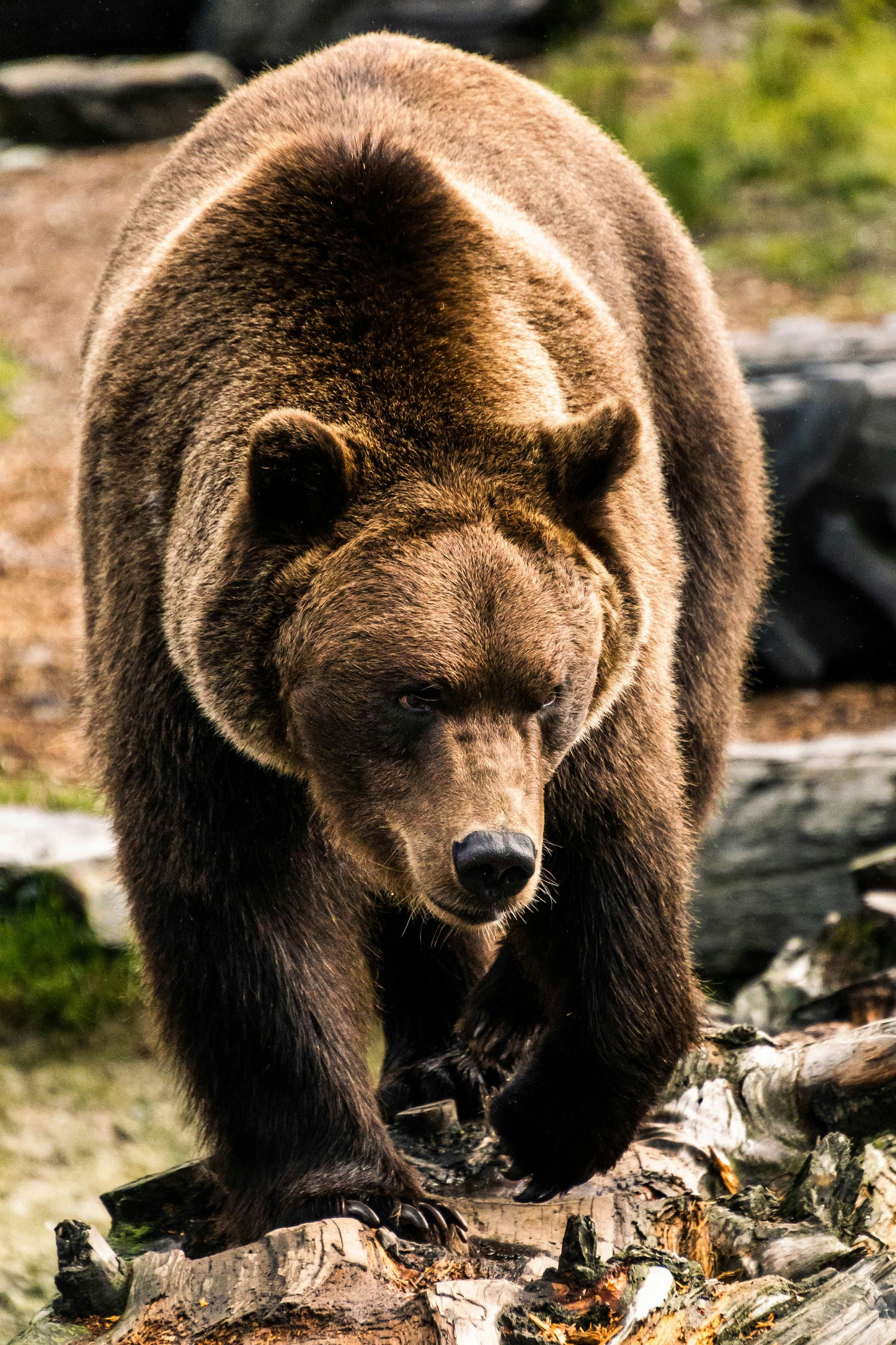 Wildlife Tracking: From Clues to Conservation - Vitosha Mountain, Bulgaria