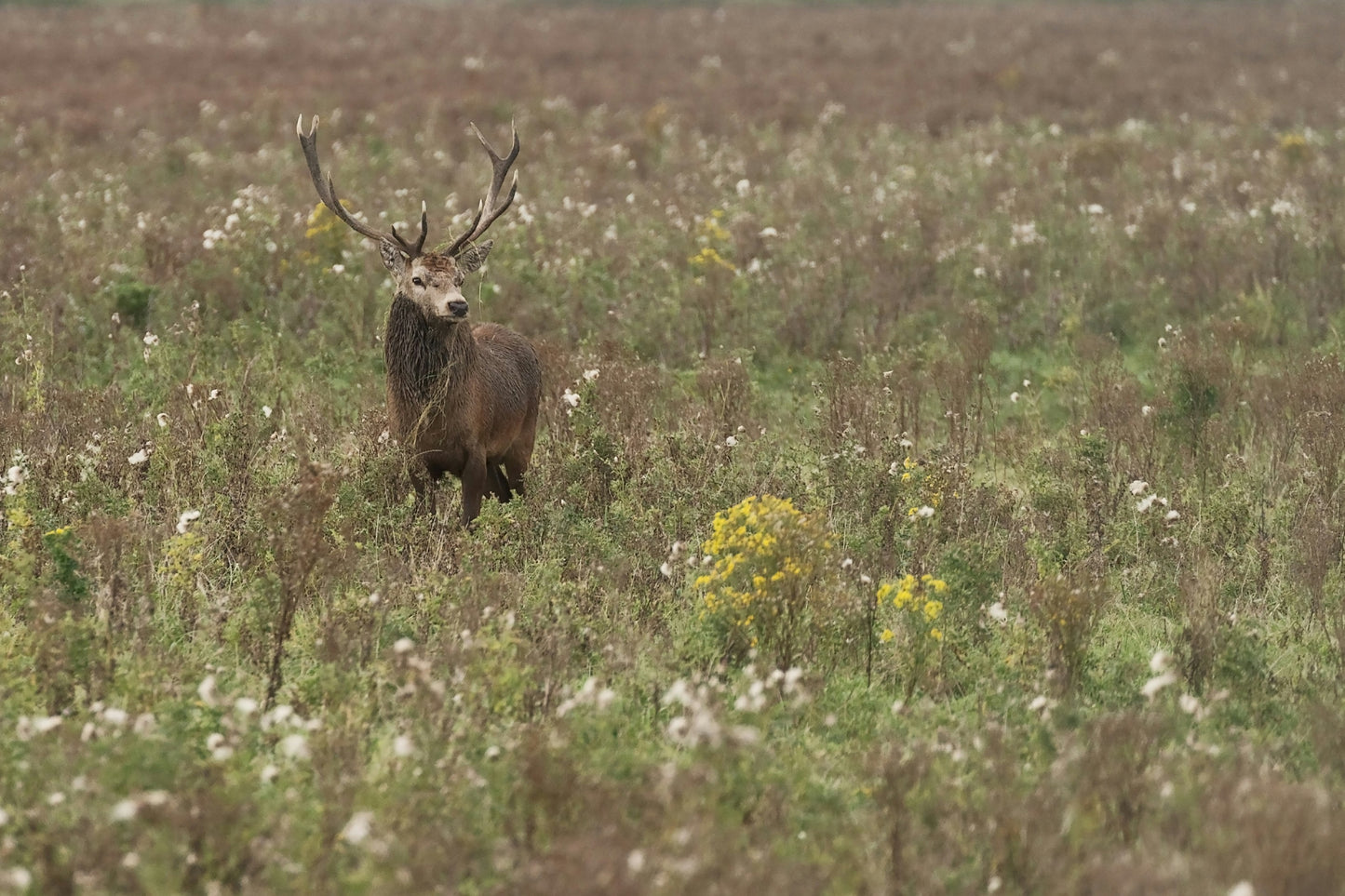 Wildlife Tracking: From Clues to Conservation - Vitosha Mountain, Bulgaria