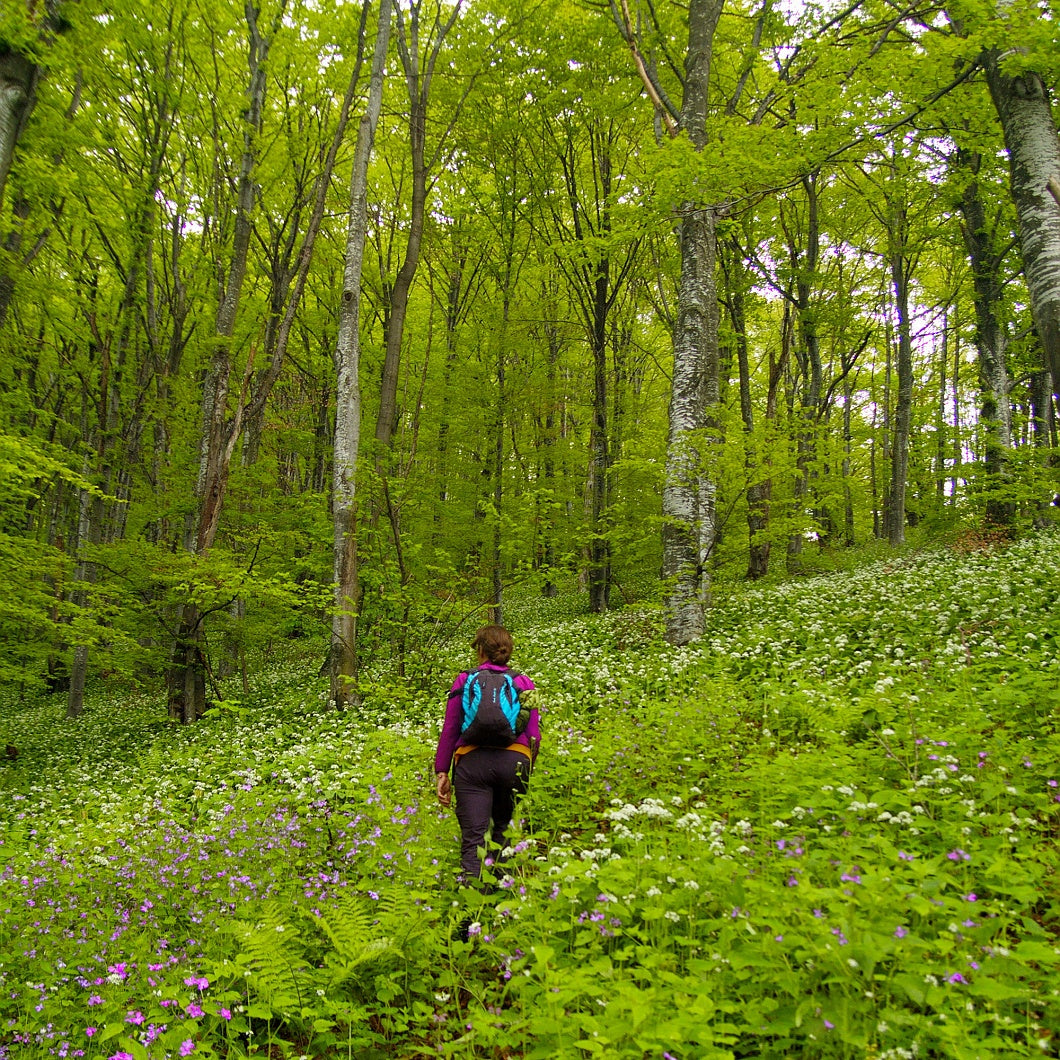 Botanical Discovery Expedition: Orchids & Ancient Forests - Vratchanski Balkan Nature Park, Bulgaria