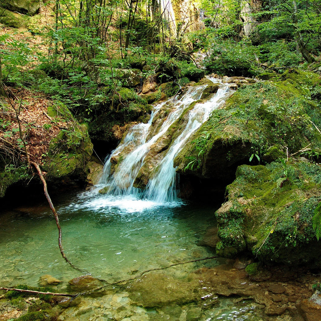 Botanical Discovery Expedition: Orchids & Ancient Forests - Vratchanski Balkan Nature Park, Bulgaria