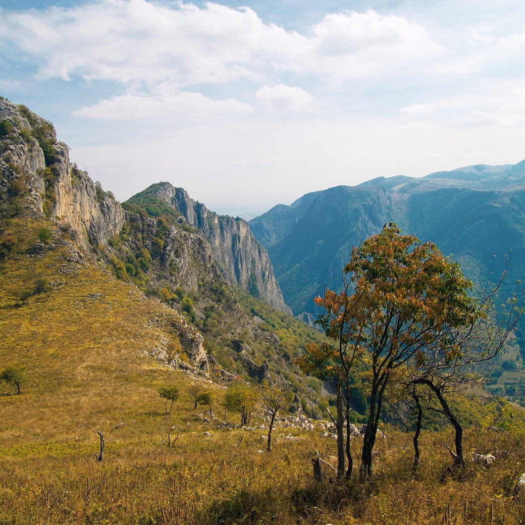Botanical Discovery Expedition: Orchids & Ancient Forests - Vratchanski Balkan Nature Park, Bulgaria
