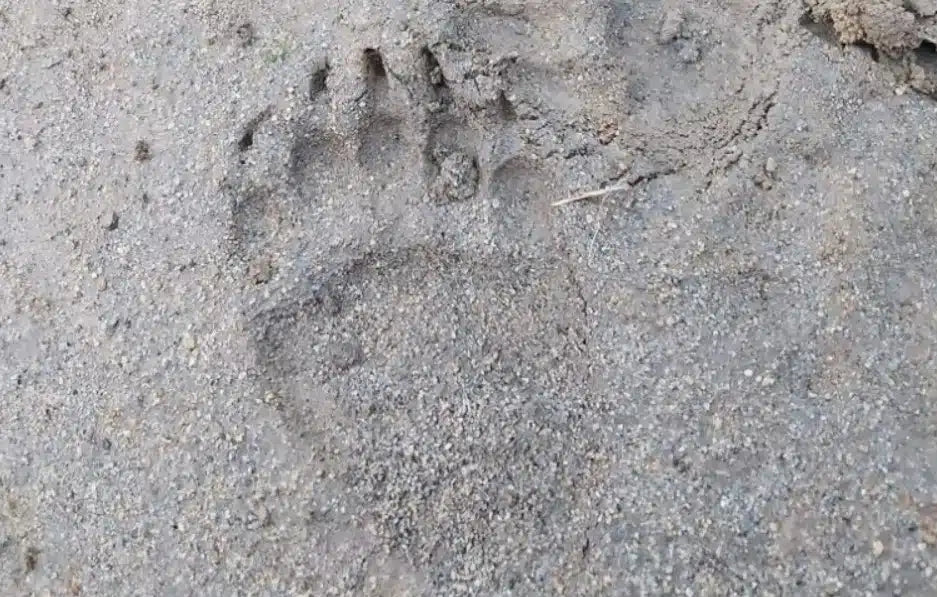 Wildlife Tracking: From Clues to Conservation - Vitosha Mountain, Bulgaria