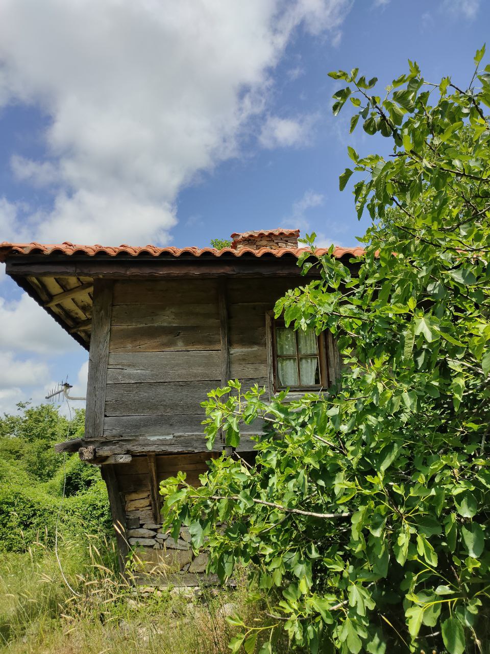 Europe's Unique Rainforest - Strandzha, Bulgaria