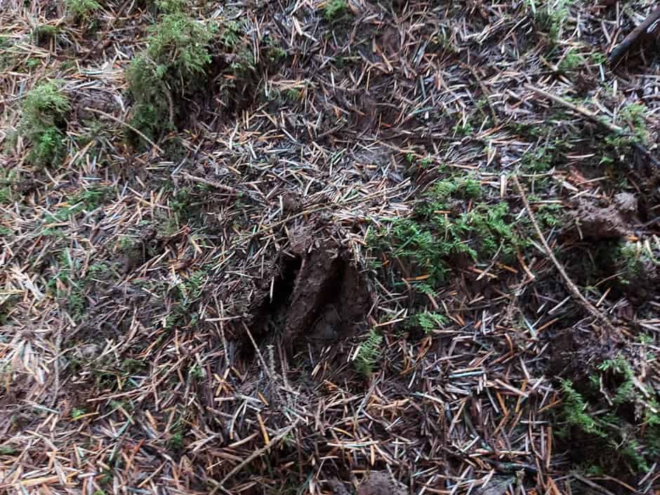 Wildlife Tracking: From Clues to Conservation - Vitosha Mountain, Bulgaria