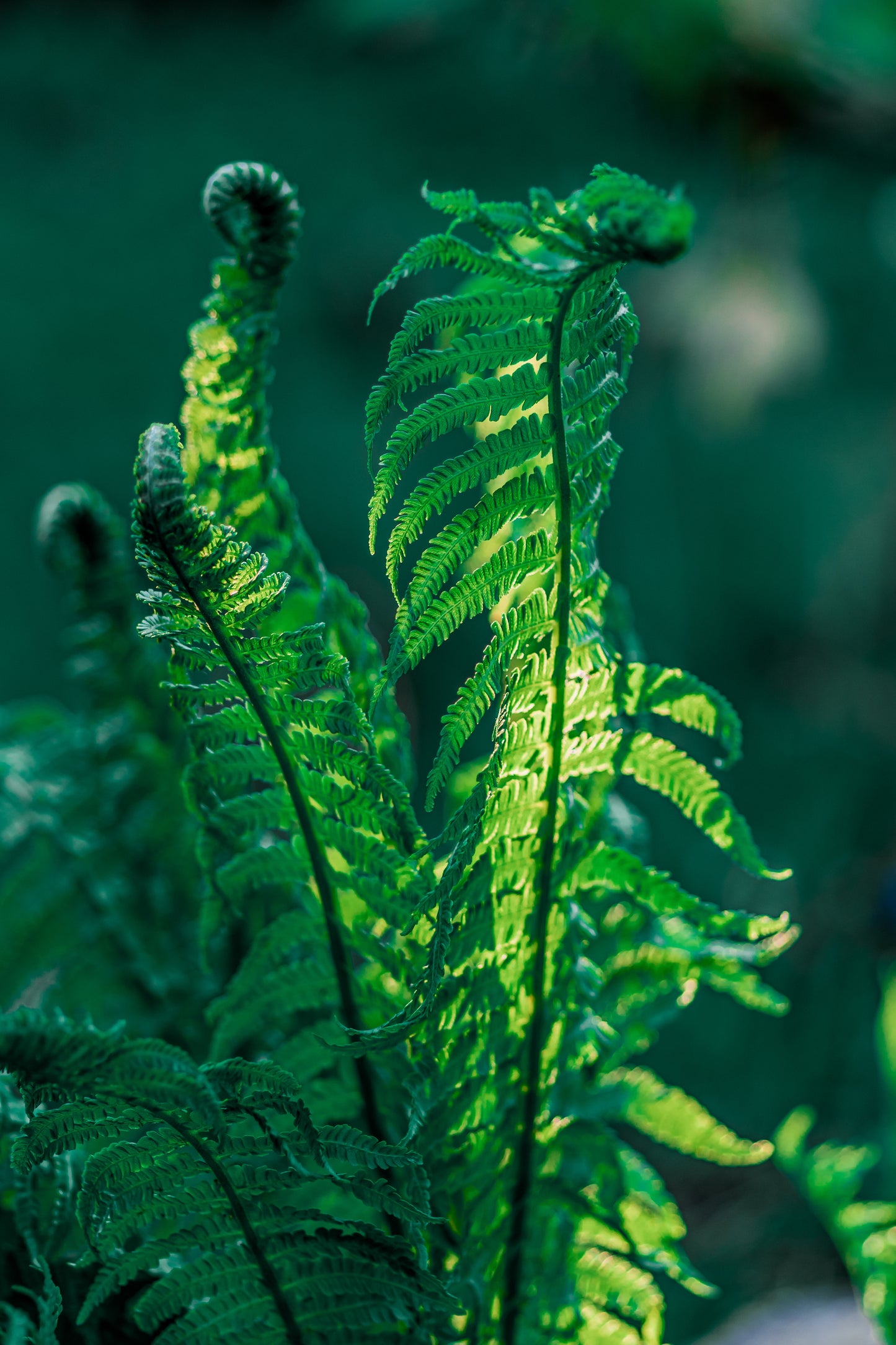 Botanical Discovery Expedition: Orchids & Ancient Forests - Vratchanski Balkan Nature Park, Bulgaria