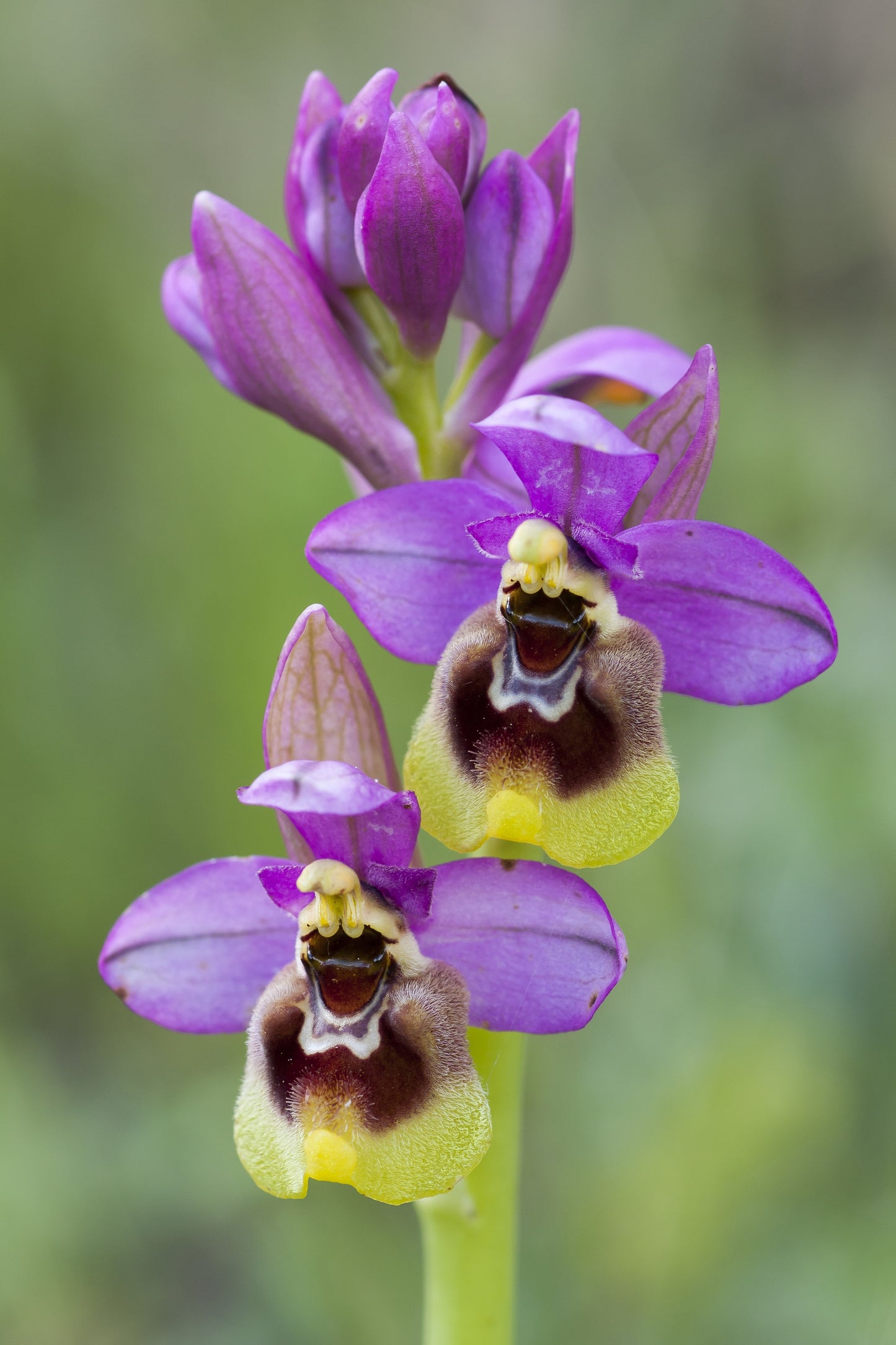 Botanical Discovery Expedition: Orchids & Ancient Forests - Vratchanski Balkan Nature Park, Bulgaria