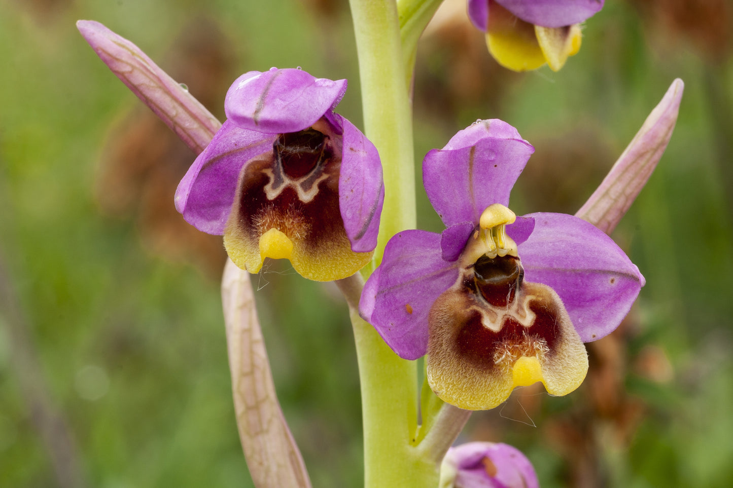 Botanical Discovery Expedition: Orchids & Ancient Forests - Vratchanski Balkan Nature Park, Bulgaria