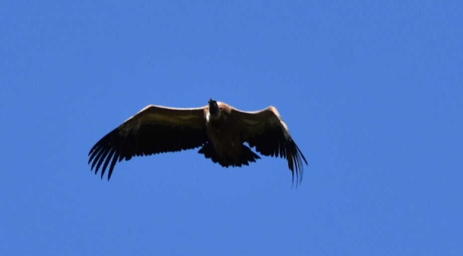 Vulture Spectacle: Wild Bird Safari - Montana, Bulgaria