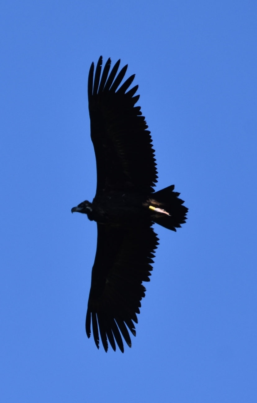 Vulture Spectacle: Wild Bird Safari - Montana, Bulgaria