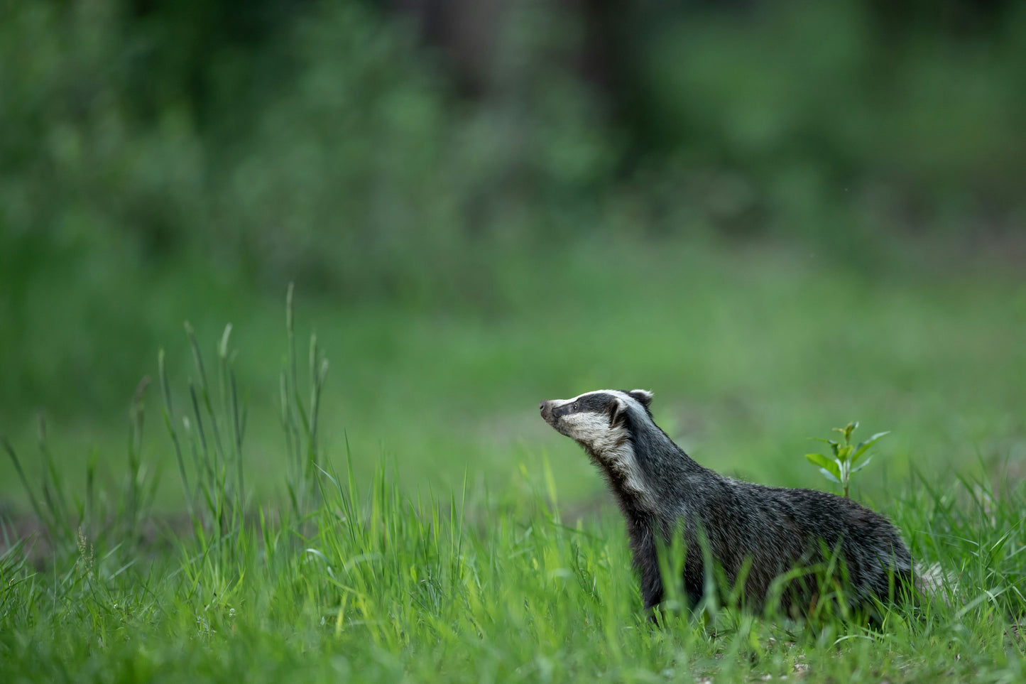 Wildlife Tracking: From Clues to Conservation - Vitosha Mountain, Bulgaria