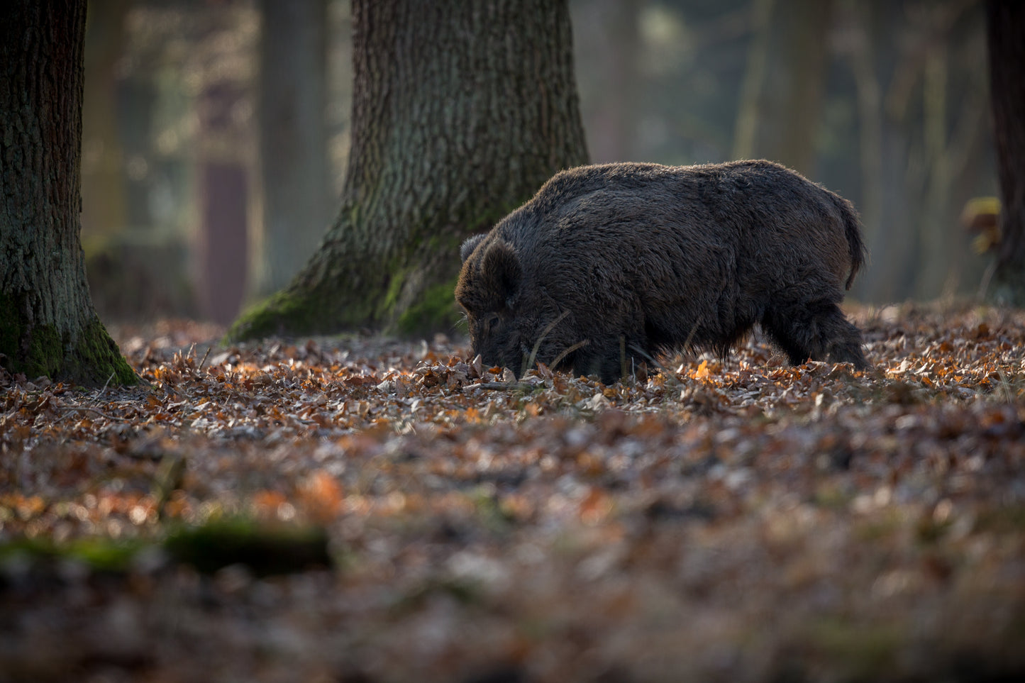 Wildlife Tracking: From Clues to Conservation - Vitosha Mountain, Bulgaria
