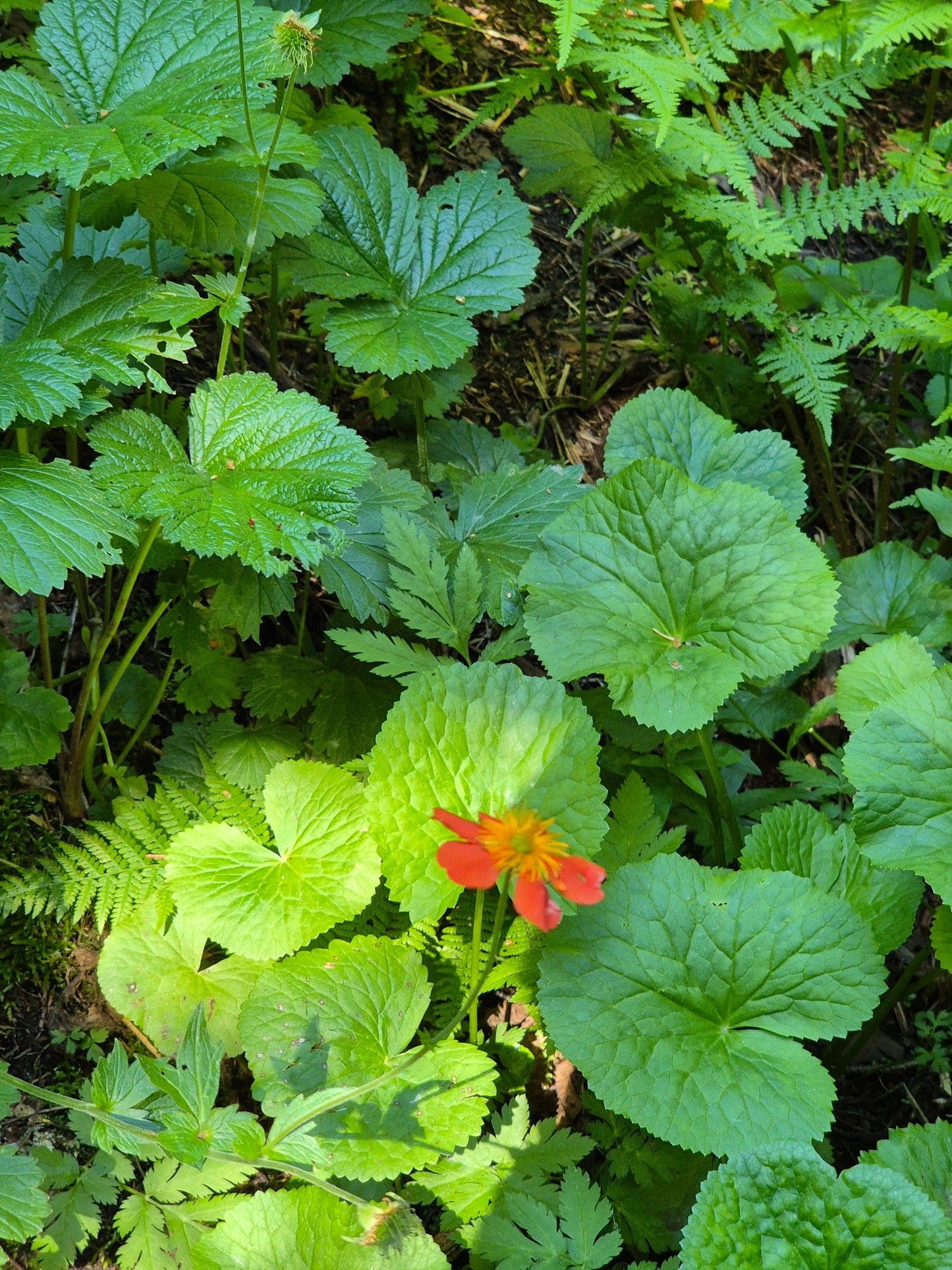 Evening Botanical Walk in the Park - Sofia's Urban Flora