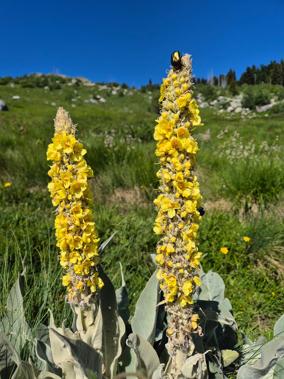 Vitosha Botanical Tour - Flora, Herbs & Mountain Walk