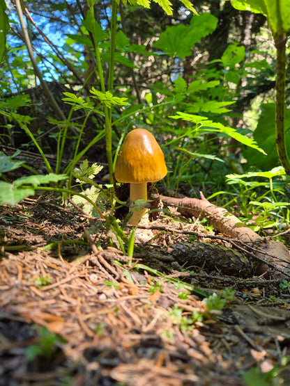 Vitosha Botanical Tour - Flora, Herbs & Mountain Walk