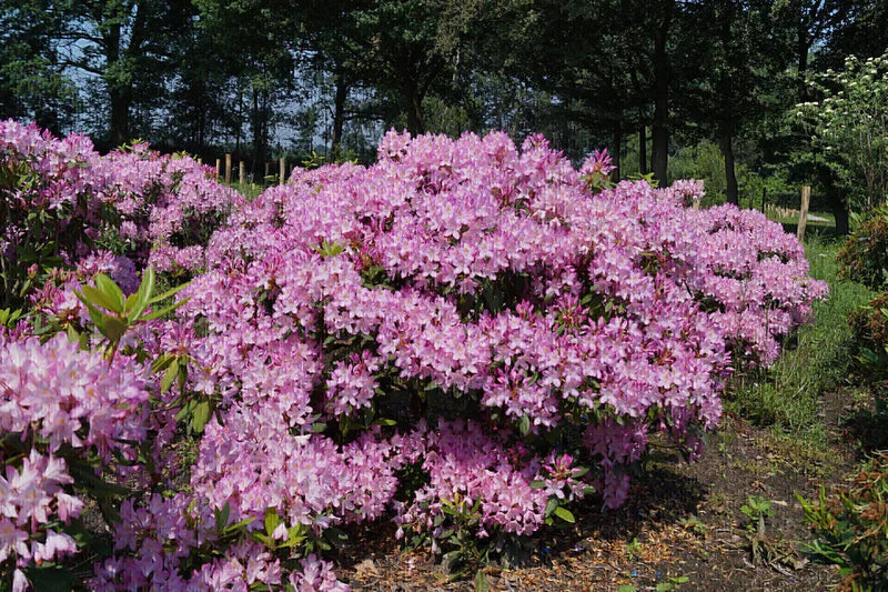 The Rhododendron Bloom & Fire-Dancing Expedition