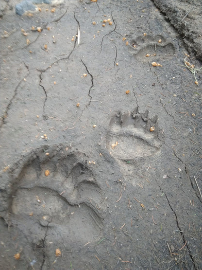 Wildlife Tracking: From Clues to Conservation - Vitosha Mountain, Bulgaria