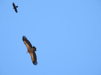 Vulture Spectacle: Wild Bird Safari - Montana, Bulgaria