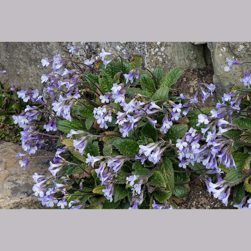 🌸 Orpheus Flower Expedition – The Resurrection Plant