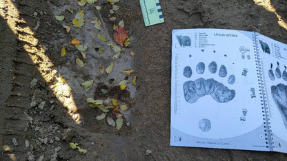 Wildlife Tracking: From Clues to Conservation - Vitosha Mountain, Bulgaria