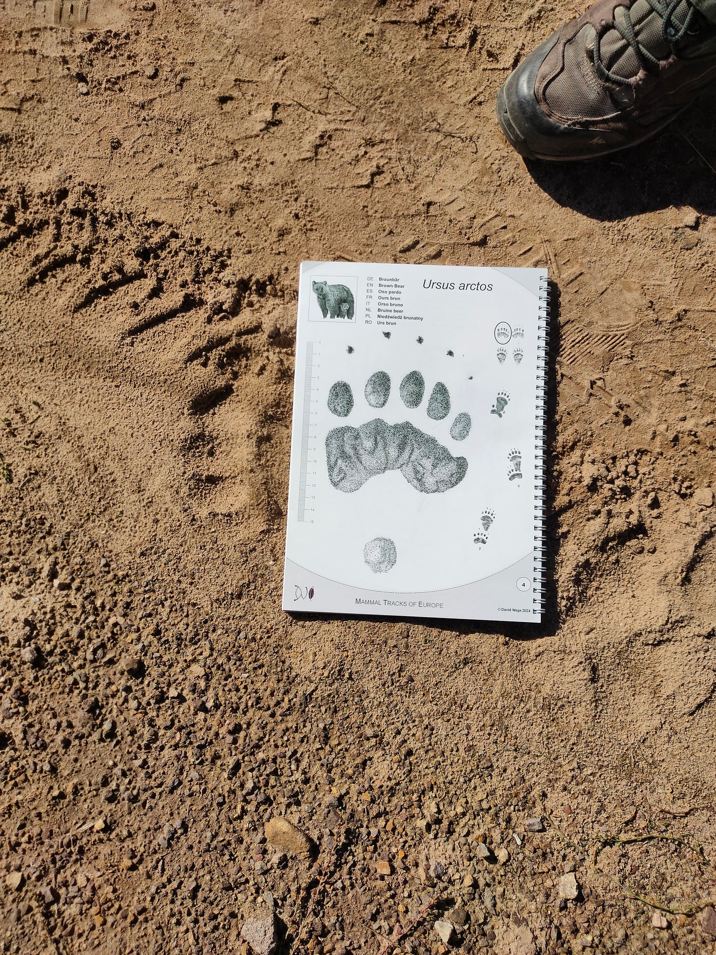 Wildlife Tracking: From Clues to Conservation - Vitosha Mountain, Bulgaria