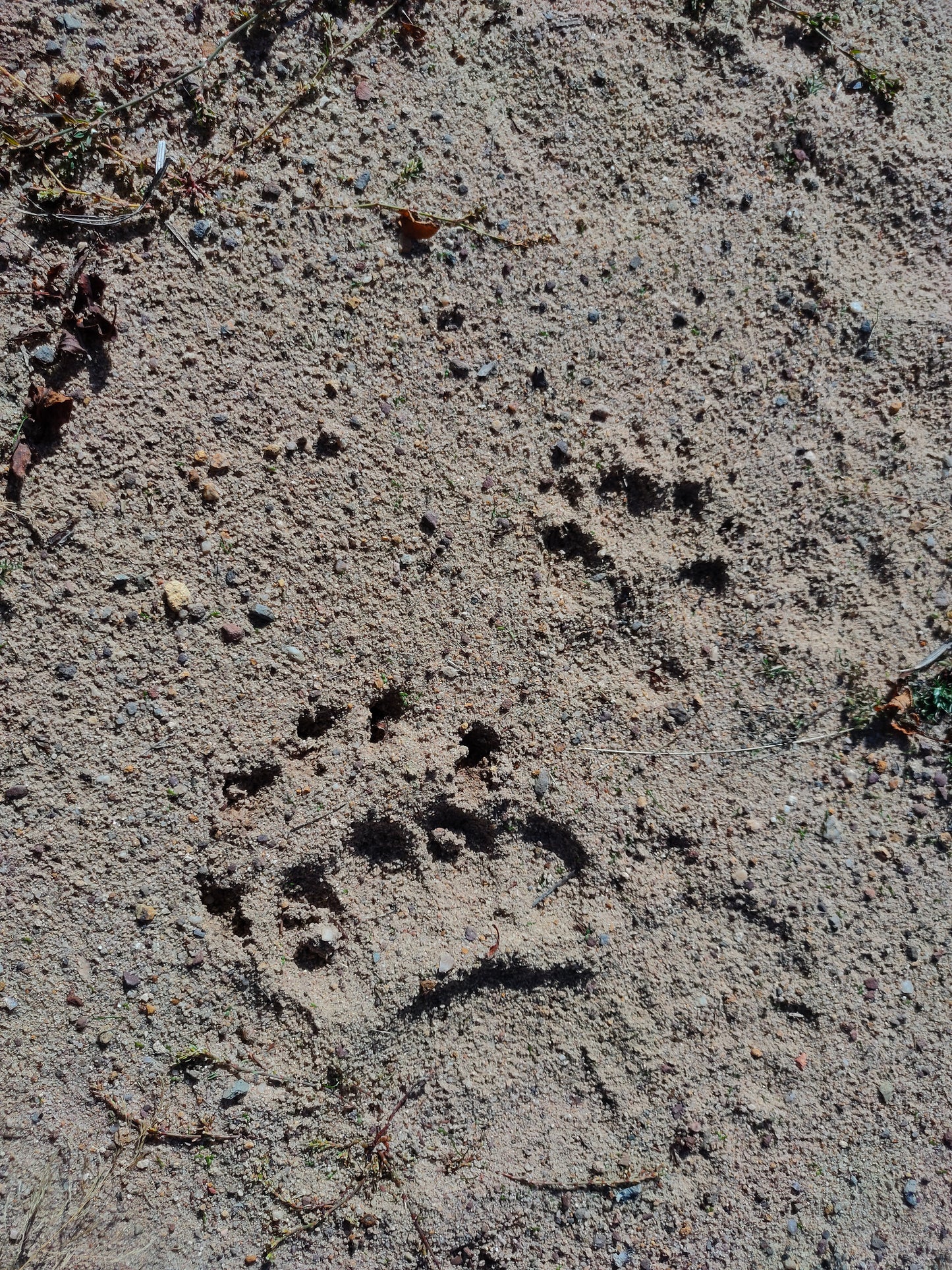 Wildlife Tracking: From Clues to Conservation - Vitosha Mountain, Bulgaria