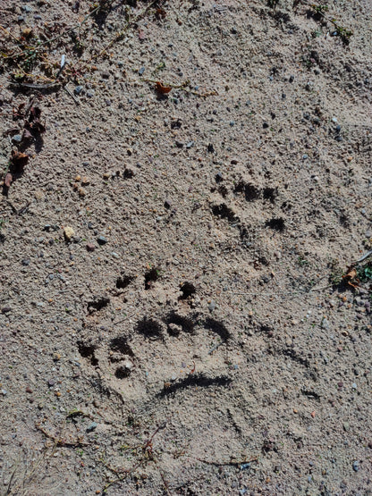 Wildlife Tracking: From Clues to Conservation - Vitosha Mountain, Bulgaria