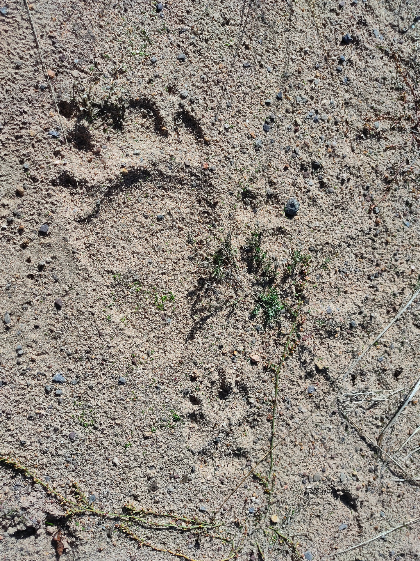 Wildlife Tracking: From Clues to Conservation - Vitosha Mountain, Bulgaria