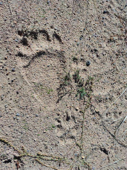 Wildlife Tracking: From Clues to Conservation - Vitosha Mountain, Bulgaria