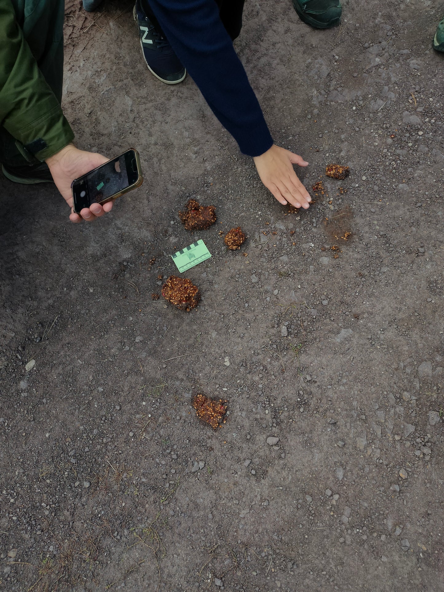 Wildlife Tracking: From Clues to Conservation - Vitosha Mountain, Bulgaria