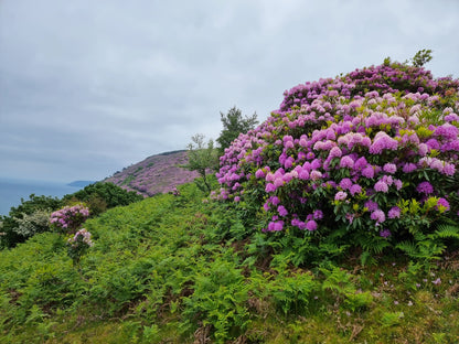 The Rhododendron Bloom & Fire-Dancing Expedition