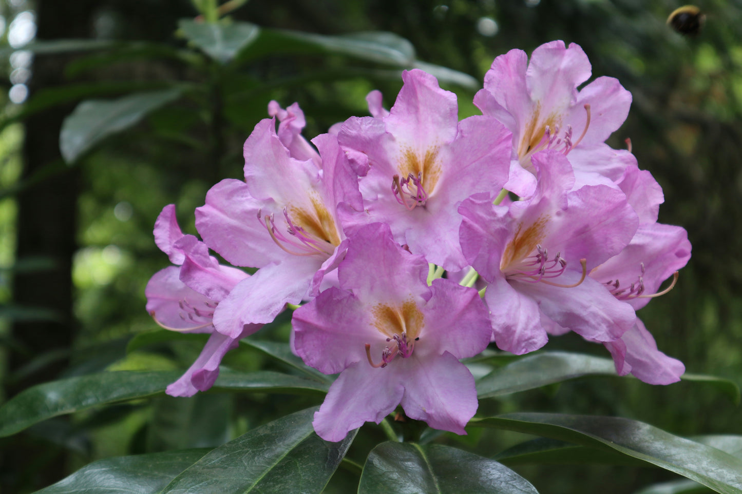 Strandzha Rhododendron Weekend - 23, 24, 25 May (choose your walk day)