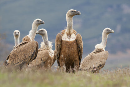 Vulture Spectacle: Wild Bird Safari - Montana, Bulgaria