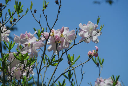 🌸 Last Cherry Blossom Walk - Spring Picnic with a Botanist