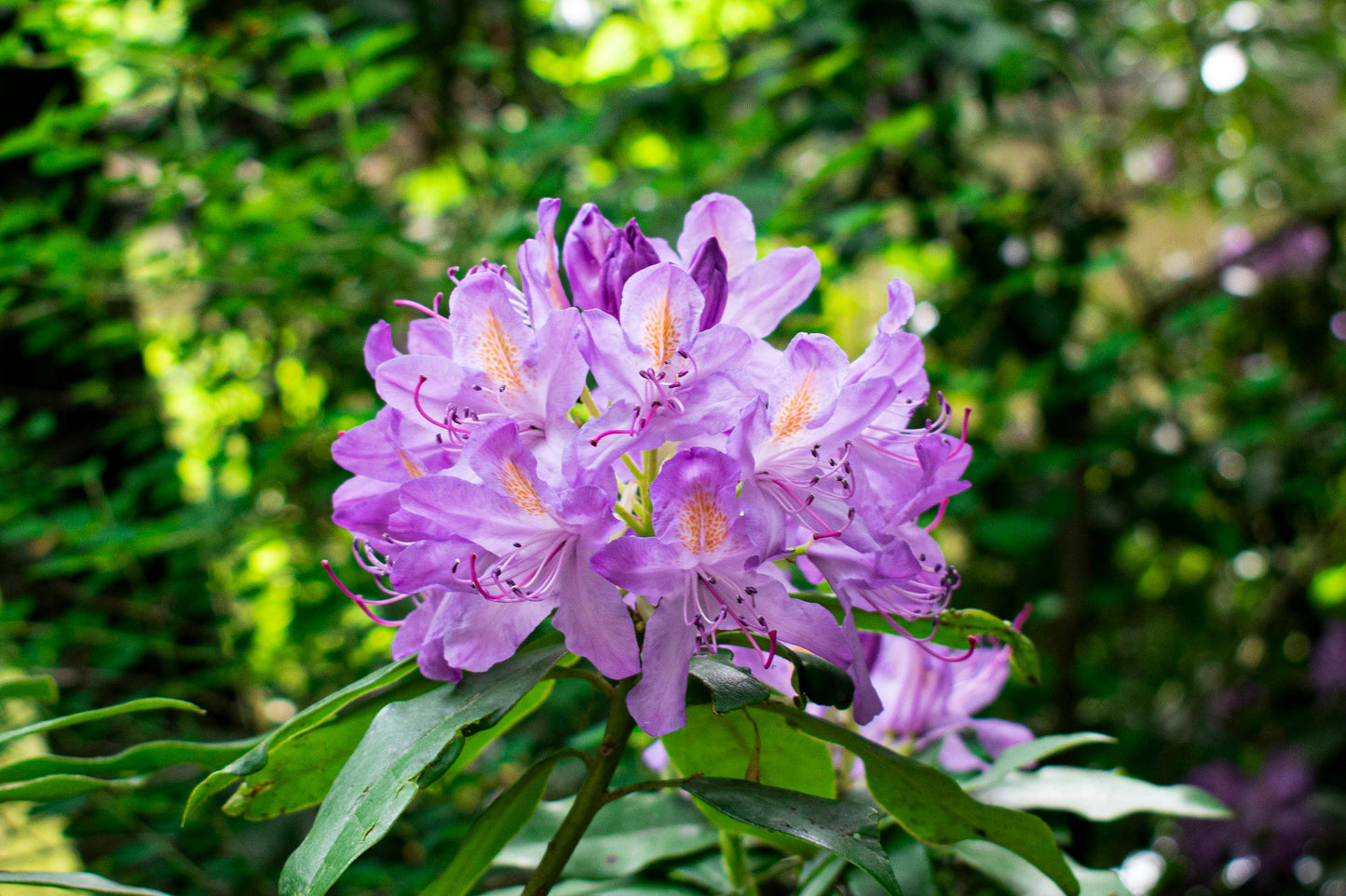 Strandzha Rhododendron Weekend - 23, 24, 25 May (choose your walk day)