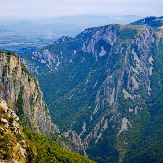 Botanical Discovery Expedition: Orchids & Ancient Forests - Vratchanski Balkan Nature Park, Bulgaria