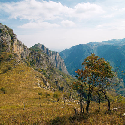 Botanical Discovery Expedition: Orchids & Ancient Forests - Vratchanski Balkan Nature Park, Bulgaria