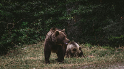 Dusk Wildlife Observation - Rila, Bulgaria