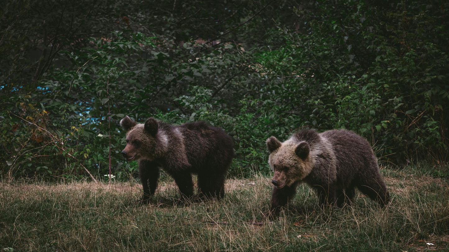 Dusk Wildlife Observation - Rila, Bulgaria